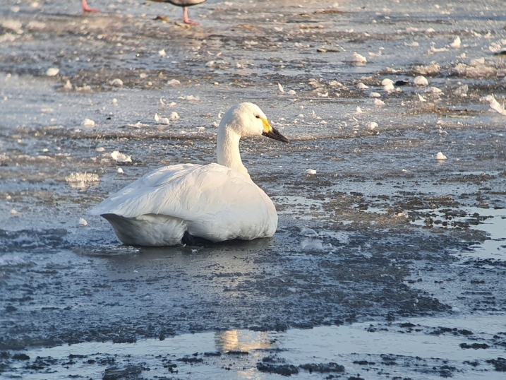 Bewick's swan on ice. Credit WWT and Scott Petrek.jpg